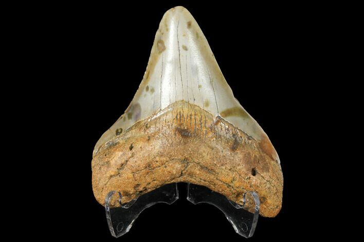 Fossil Megalodon Tooth - North Carolina #130702